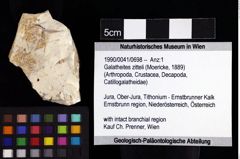 Foto (Objket + Etiketten) von Galatheites zitteli (Moericke, 1889) 